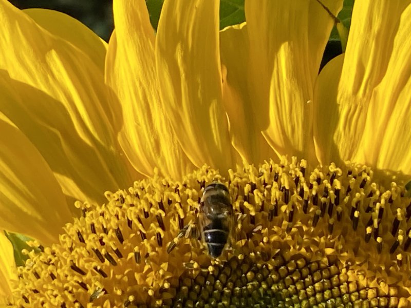 ERISTALE sur TOURNESOL. ALAIN LEROY